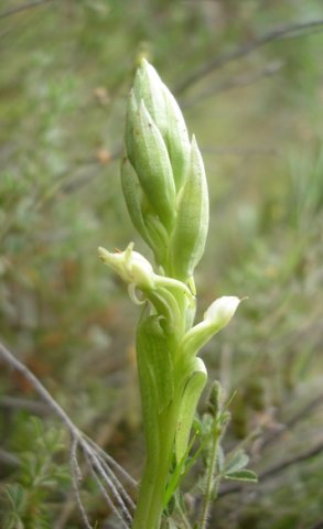 Satyrium ligulatum young spike